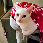 Suki is registered to the contest to win money with this photo: blanket, blurred_background, cat, cat_tree, close_up, cozy, ears, eyes, furniture, indoor, living_room, paw, pet, red_blanket, snowflake_pattern, sofa, soft_fabric, staring, whiskers, white_cat