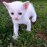Suki is registered to the contest to win money with this photo: animal, baby, close_up, curious, cute, ears, eyes, fur, grass, greenery, kitten, mammal, nature, outdoor, pet, playful, small, walking, white_cat, young