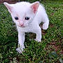 animal, baby, close_up, curious, cute, ears, eyes, fur, grass, greenery, kitten, mammal, nature, outdoor, pet, playful, small, walking, white_cat, young