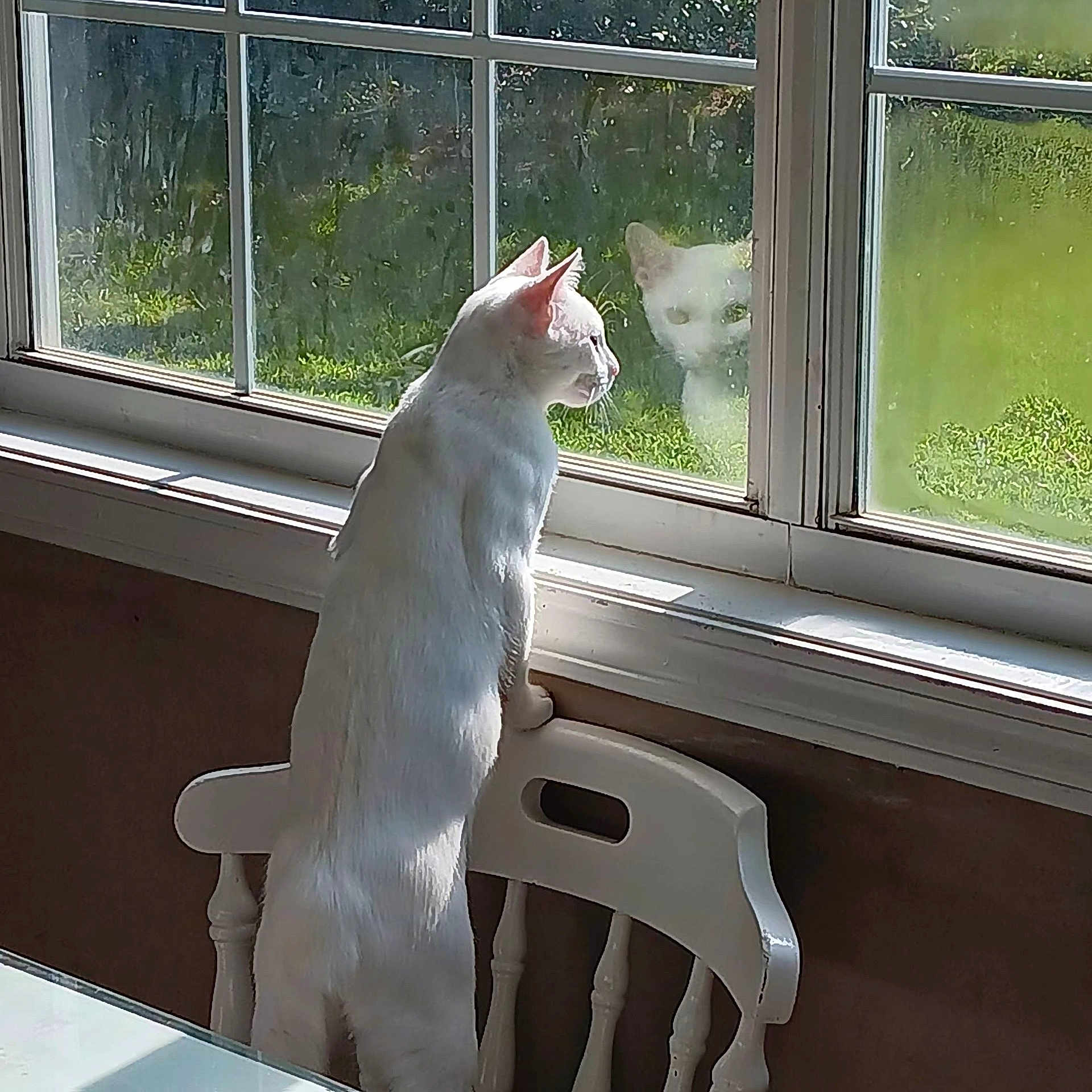 Suki