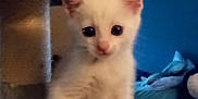 Suki joined the competition — help win amazing prizes! animal, cat, cat_tree, cozy, curious, cute, domestic, ears, feline, fur, home, indoor, kitten, pet, playful, small, soft, whiskers, white_cat, young