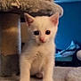 animal, cat, cat_tree, cozy, curious, cute, domestic, ears, feline, fur, home, indoor, kitten, pet, playful, small, soft, whiskers, white_cat, young