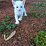 Suki joined the competition — help win amazing prizes! animal, closeup, curious, cute, daylight, earth, exploring, feline, furniture, grass, greenery, kitten, legs, nature, outdoor, pet, plants, small, white_cat, young