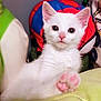Suki is registered to the contest to win money with this photo: adorable, animal, closeup, colorful_background, cozy, cute, domestic_cat, feline, fur, indoor, kitten, paw, pet, pink_paw, playful, resting, soft, whiskers, white_cat, young