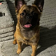 Rebel joined the competition — help win amazing prizes! animal, brown_fur, closeup, companion, couch, cute, dog, ears_up, fur, furniture, happy, home, indoor, looking_up, pet, portrait, sitting, small_dog, texture, tongue_out