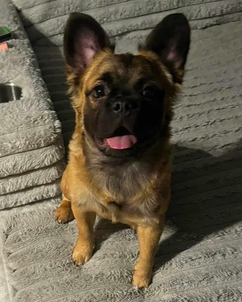 Rebel