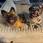 Dax And Rebel is registered to the contest to win money with this photo: dog, pets, smiling, tongue_out, couch, indoor, cozy, brown_dog, spotted_dog, fur, animal, cute, happy, canine, living_room, pet_bowl, domestic, companions, furry, friendly