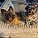 Dax And Rebel