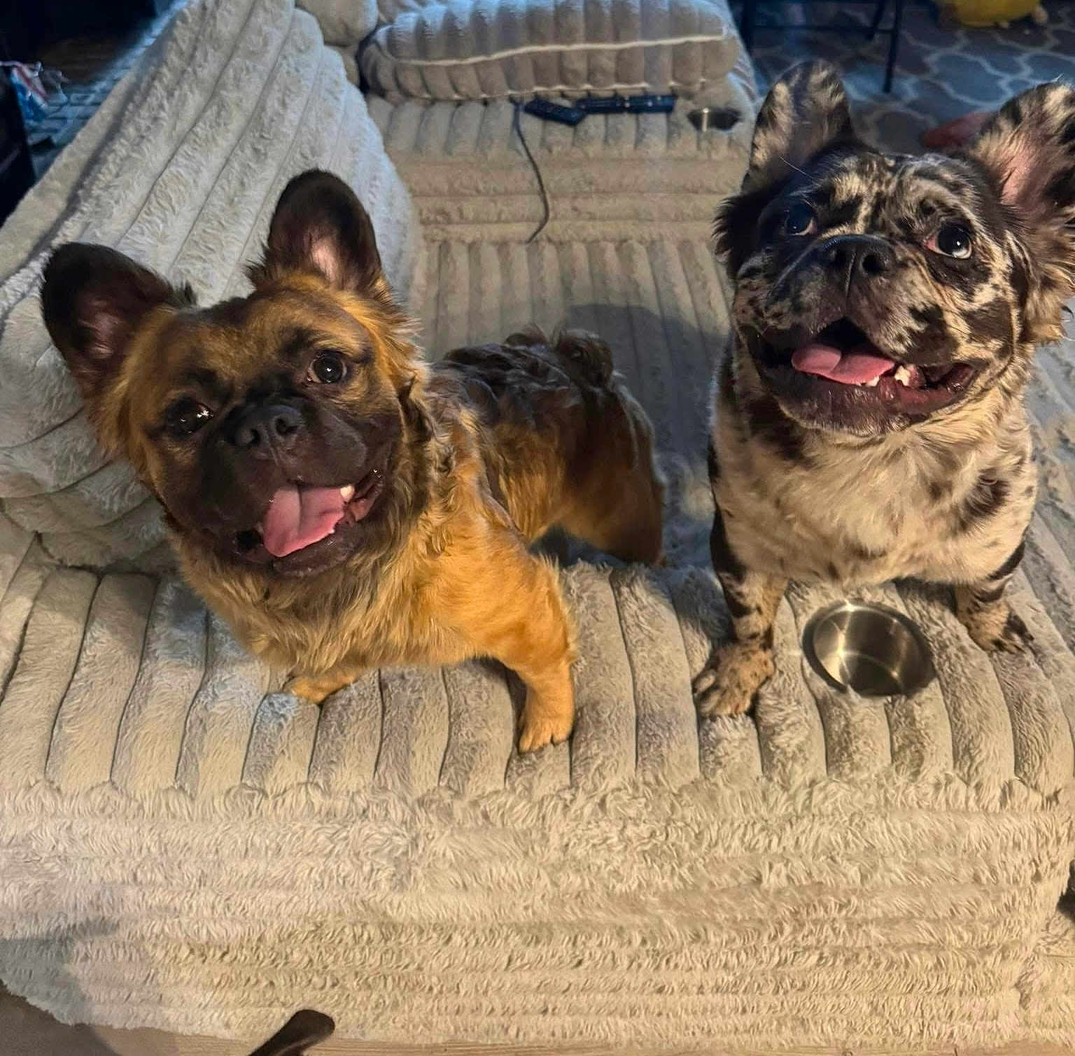 Dax And Rebel
