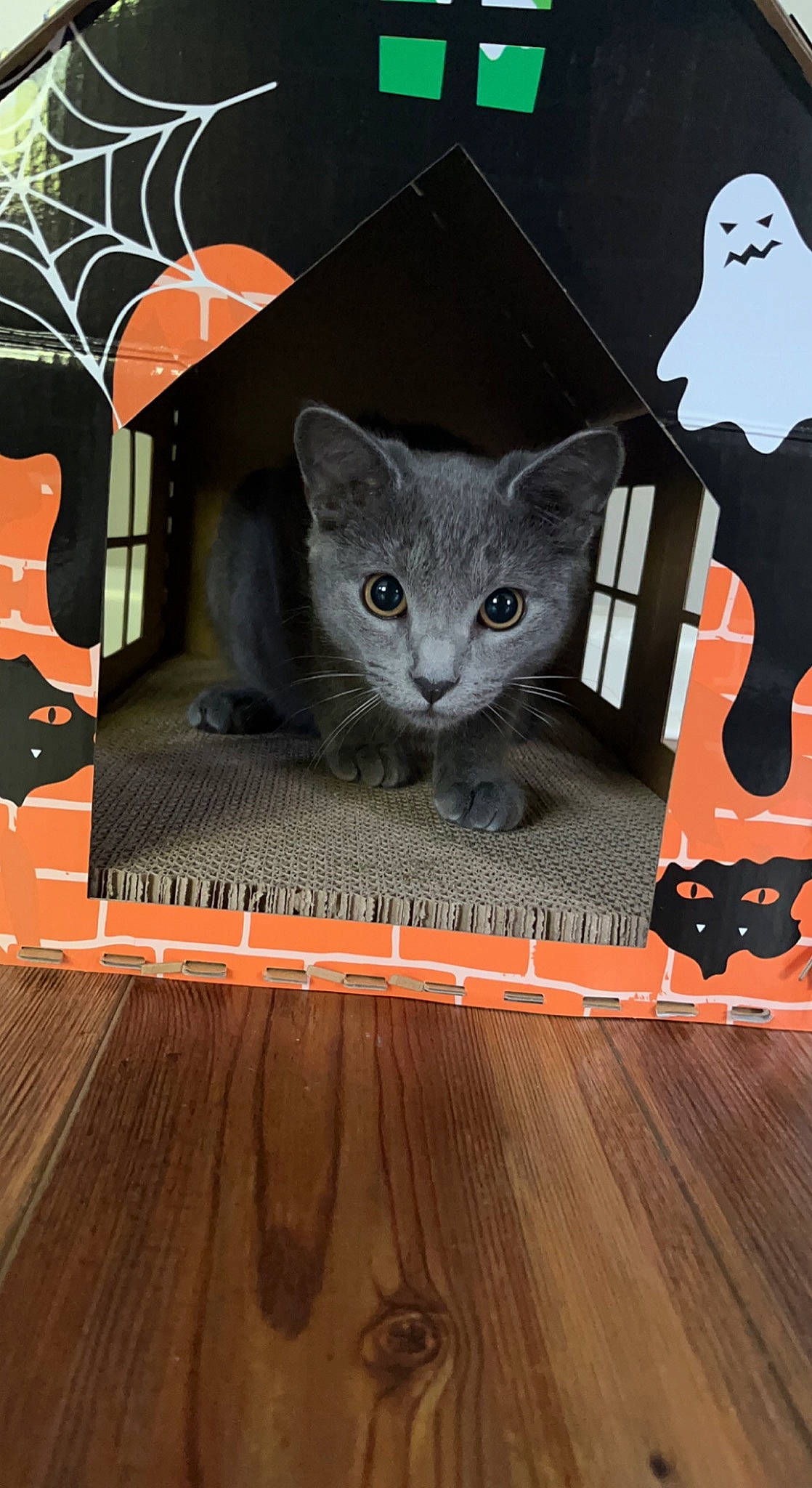 Marty joined the competition — help win amazing prizes! art, carnivore, cat, cat_supply, creative_arts, felidae, flooring, font, grey, hardwood, pattern, rectangle, russian_blue, small_to_medium_sized_cats, snout, tail, vertebrate, whiskers, wood, wood_stain