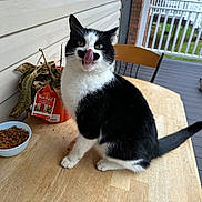 Jasper is registered to the contest to win money with this photo: cat, tuxedo_cat, tongue_out, pet, table, bowl, cat_food, plant, porch, chair, railing, wooden_table, black_and_white, fur, whiskers, outdoor, balcony, close_up, cute, sitting