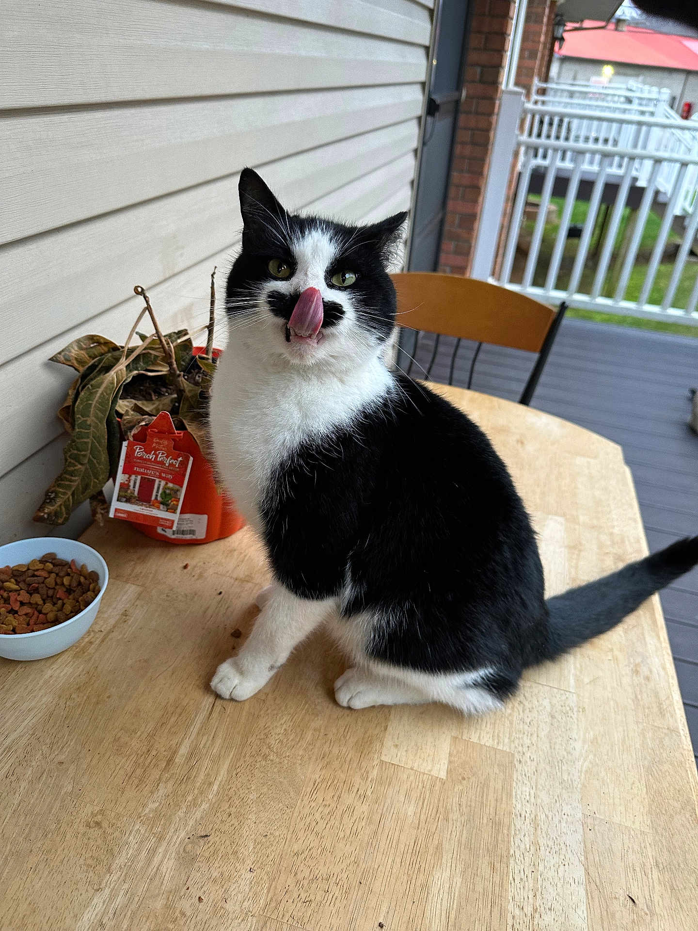 Jasper is registered to the contest to win money with this photo: cat, tuxedo_cat, tongue_out, pet, table, bowl, cat_food, plant, porch, chair, railing, wooden_table, black_and_white, fur, whiskers, outdoor, balcony, close_up, cute, sitting