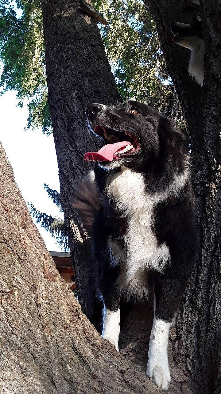 Minnight is registered to the contest to win money with this photo: border_collie, bucovina_shepherd_dog, canidae, carnivore, companion_dog, dog, dog_breed, dog_collar, fang, fur, herding_dog, sky, snout, sporting_group, terrestrial_animal, tree, trunk, wood, working_animal, working_dog