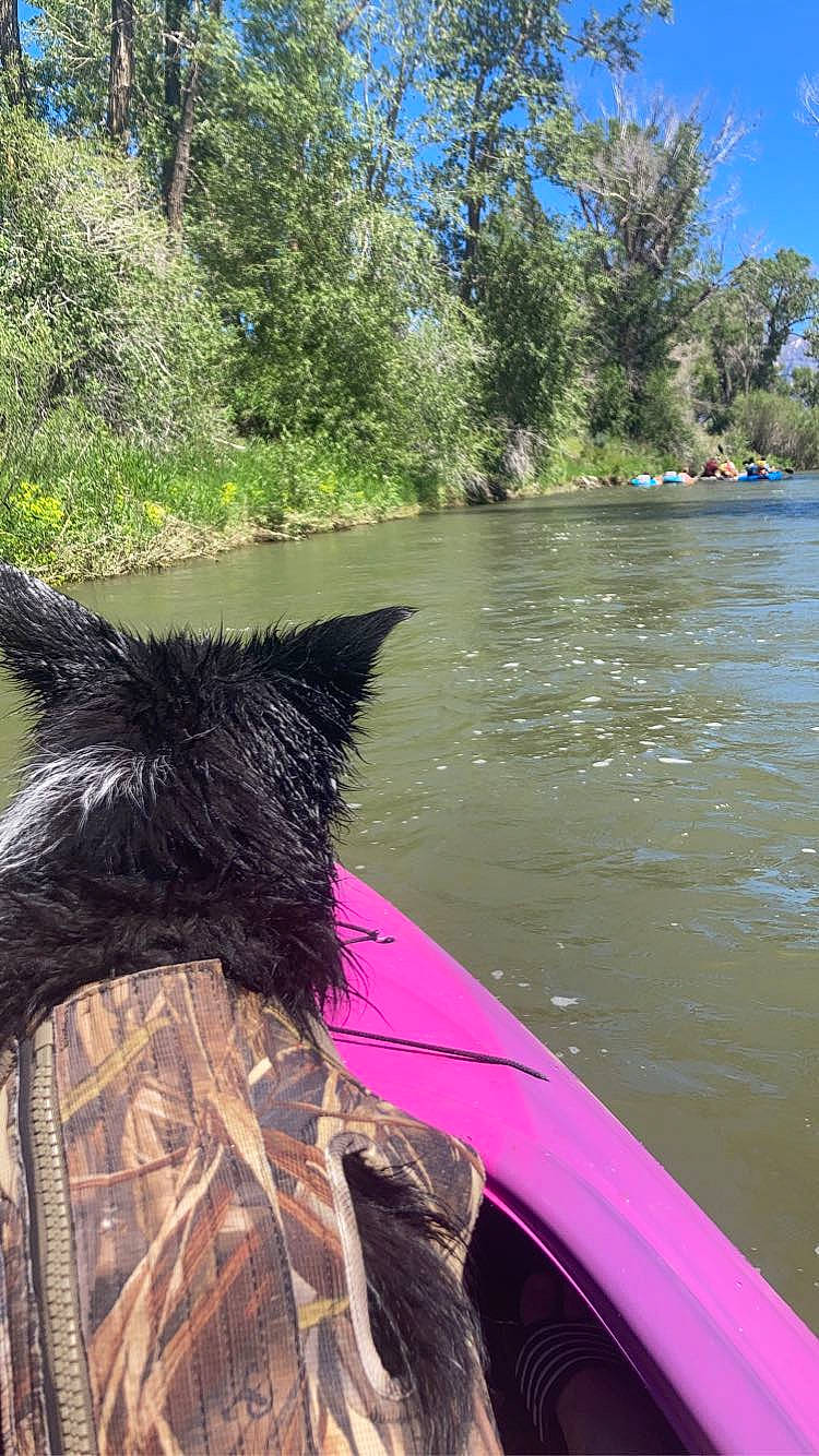 Minnight is registered to the contest to win money with this photo: blue, boats_and_boating_equipment_and_supplies, canidae, carnivore, dog, dog_breed, fluvial_landforms_of_streams, grass, lake, leisure, plant, recreation, sky, sporting_group, tree, vehicle, water, wilderness, wildlife, working_animal