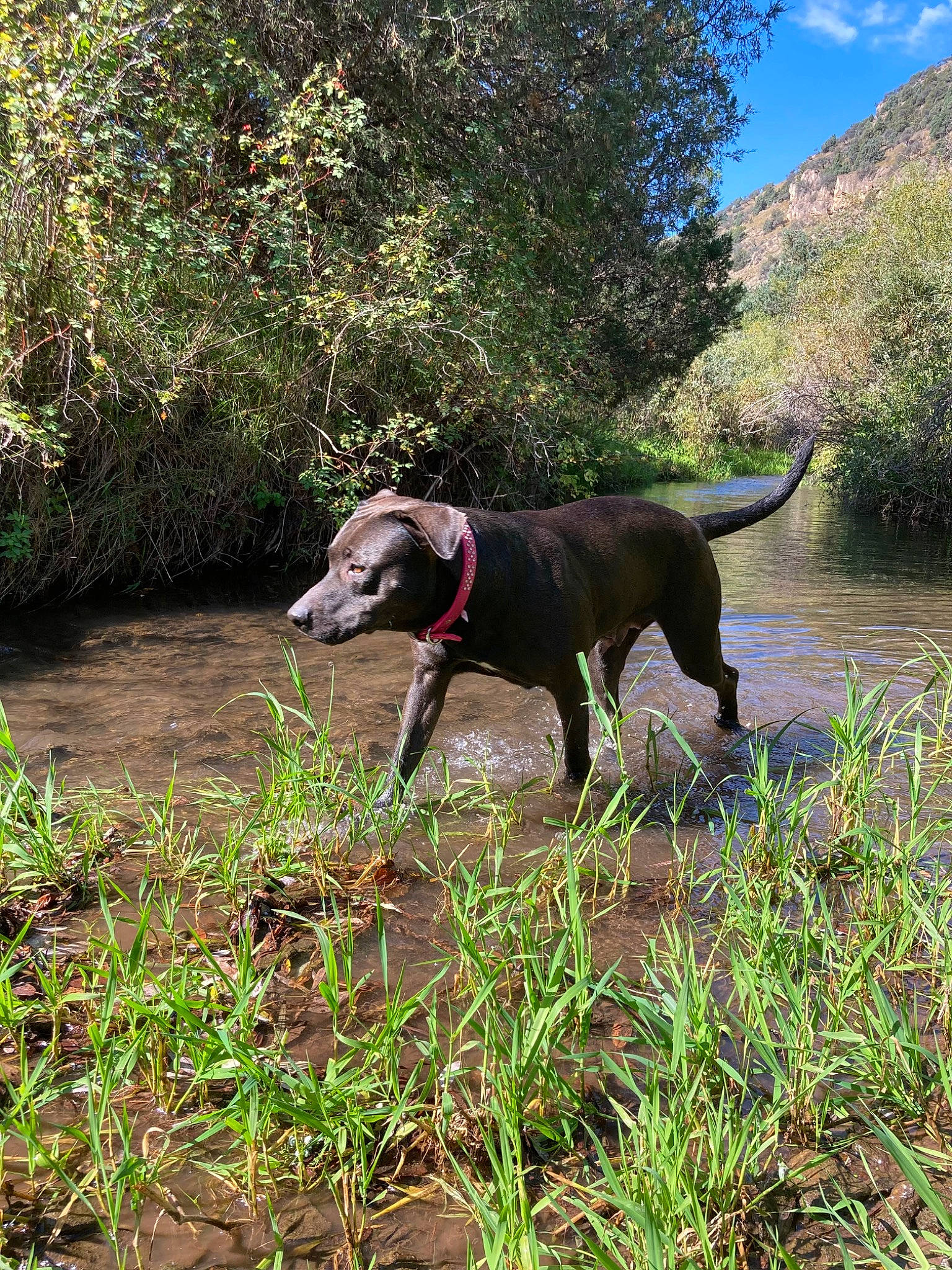 Roseabell is registered to the contest to win money with this photo: borador, carnivore, collar, companion_dog, dog, dog_breed, dog_collar, grass, groundcover, gun_dog, leash, plant, shrub, sky, sporting_group, tail, tree, water, working_animal, working_dog