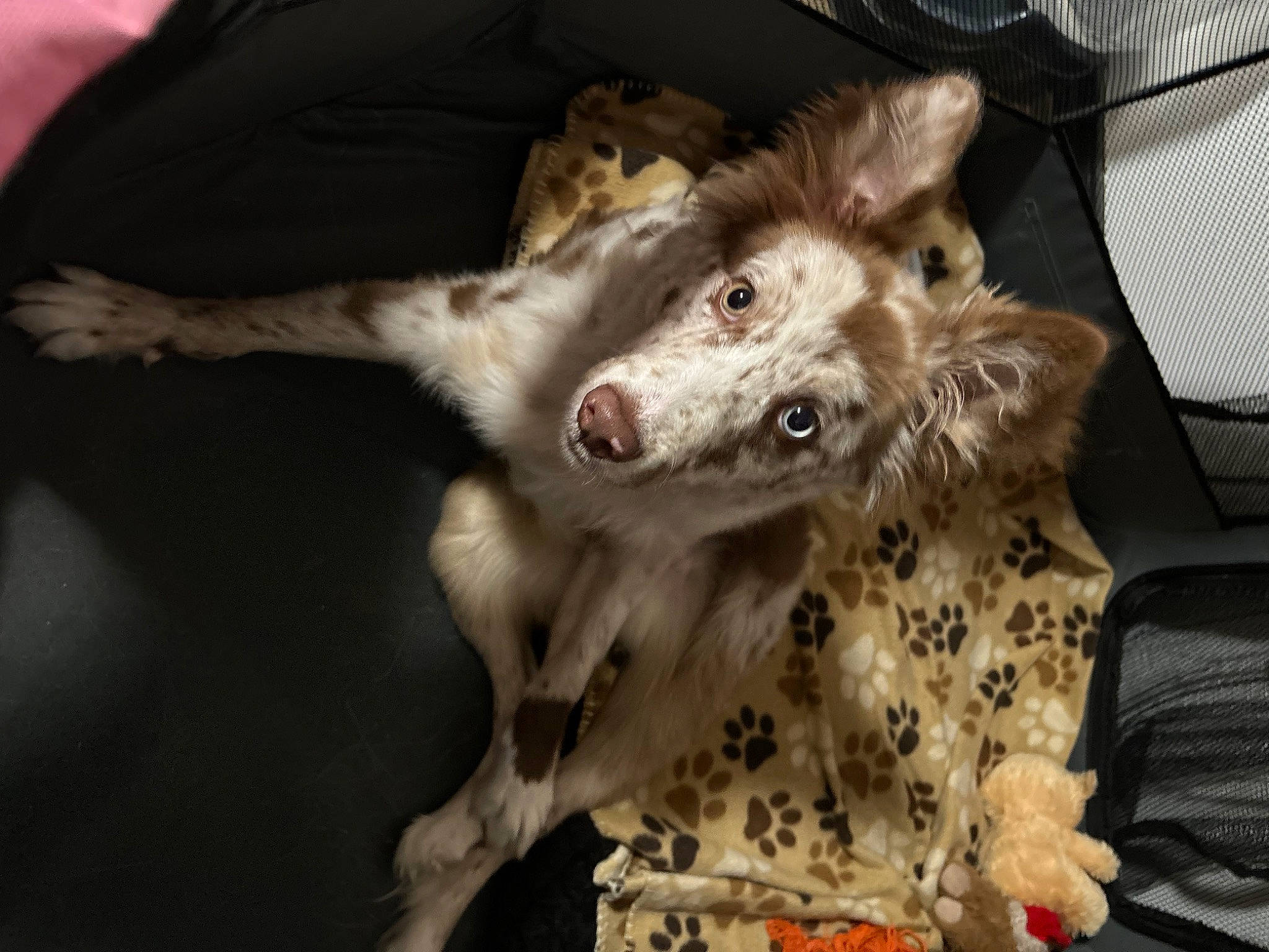 Gus joined the competition — help win amazing prizes! canidae, carnivore, comfort, companion_dog, couch, dog, dog_breed, foot, fur, koolie, non_sporting_group, paw, snout, sporting_group, terrestrial_animal, texas_heeler, whiskers, working_animal, working_dog