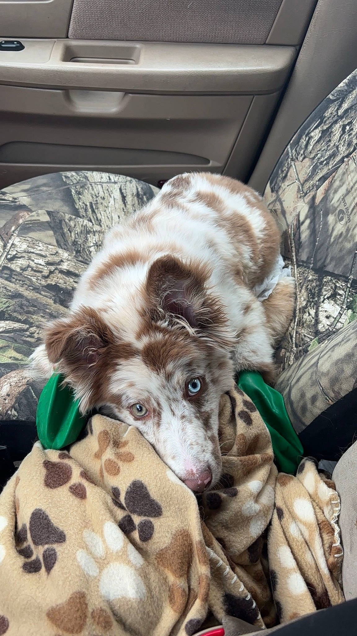 Gus joined the competition — help win amazing prizes! canidae, carnivore, comfort, companion_dog, dog, dog_breed, fawn, felidae, fur, linens, liver, pattern, small_to_medium_sized_cats, snout, spaniel, sporting_group, terrestrial_animal, toy_dog, whiskers, working_animal