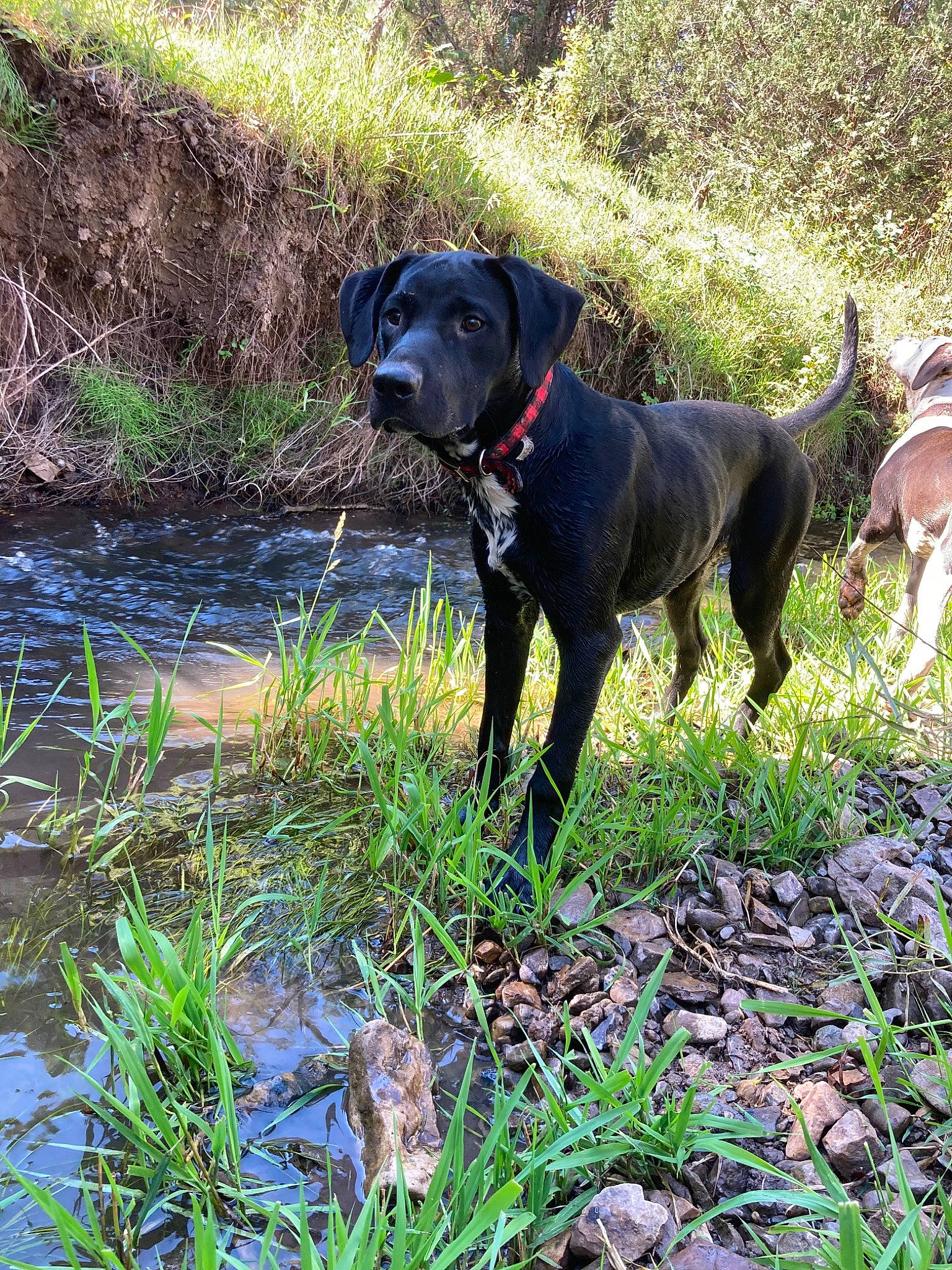 Ranger joined the competition — help win amazing prizes! borador, canidae, carnivore, collar, companion_dog, dog, dog_breed, dog_collar, dog_supply, fawn, grass, guard_dog, gun_dog, liver, plant, pointing_breed, retriever, tail, water, working_animal