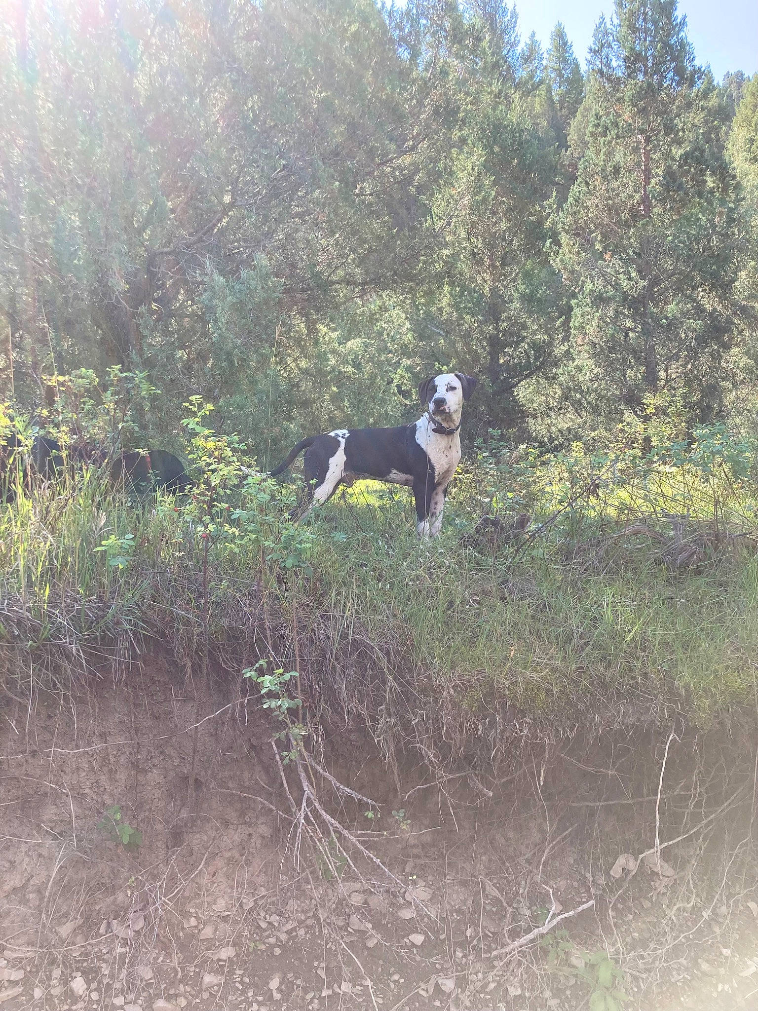 Knox joined the competition — help win amazing prizes! carnivore, dog, dog_breed, ecoregion, forest, grass, grassland, landscape, natural_landscape, nature_reserve, pasture, plant, plant_community, prairie, recreation, shrub, sky, soil, tree, working_animal