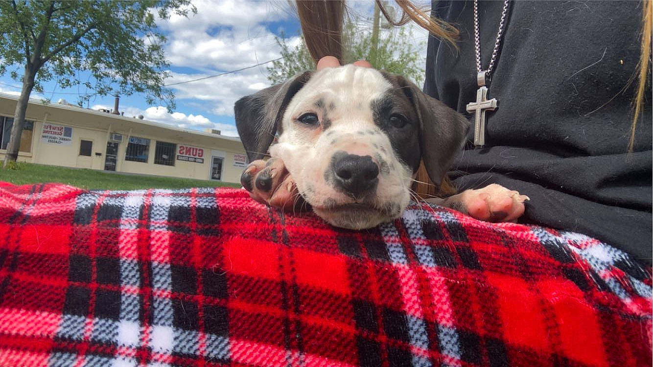 Knox joined the competition — help win amazing prizes! carnivore, cloud, collar, comfort, companion_dog, dog, dog_breed, fur, grass, linens, pattern, plaid, sky, snout, sporting_group, tartan, tree, window, working_animal, woven_fabric