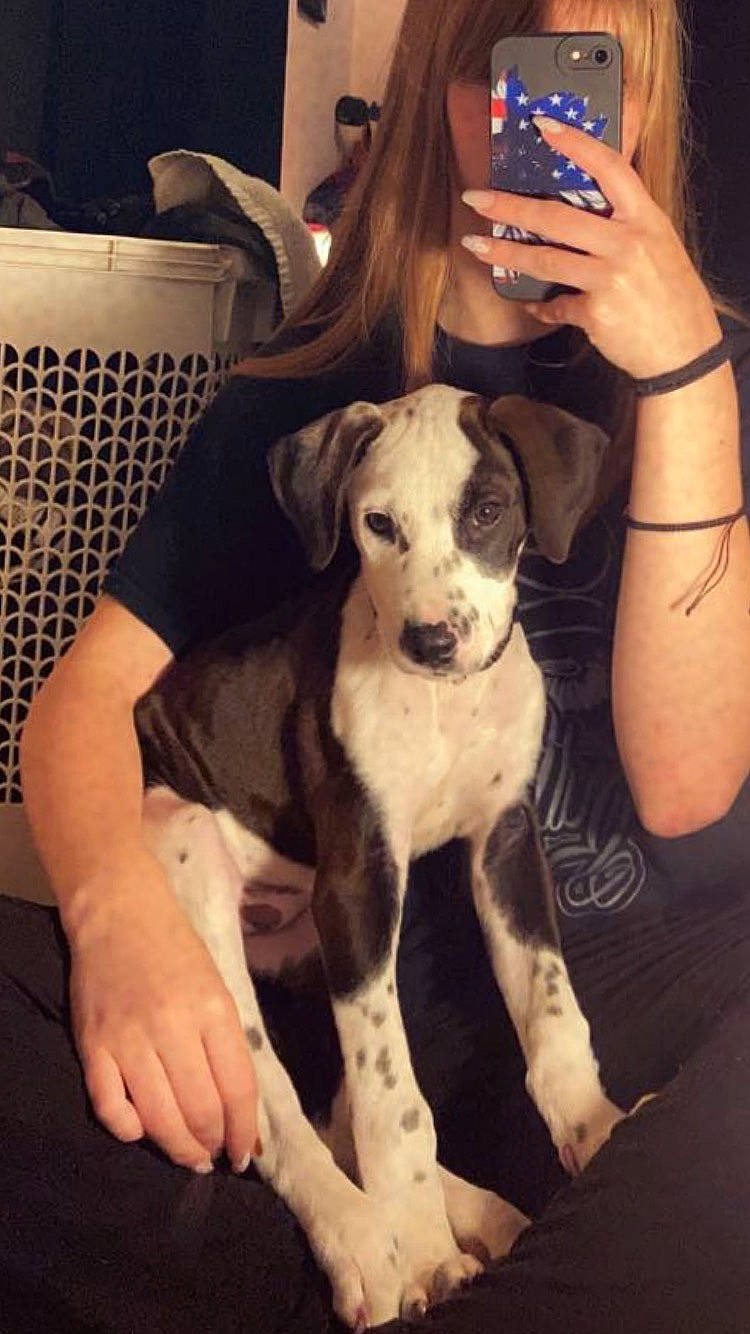 Knox is registered to the contest to win money with this photo: carnivore, chair, comfort, companion_dog, couch, dog, dog_breed, eyewear, fawn, fur, hand, happy, head, human_leg, mobile_phone, selfie, t_shirt, thigh, toy_dog, working_animal