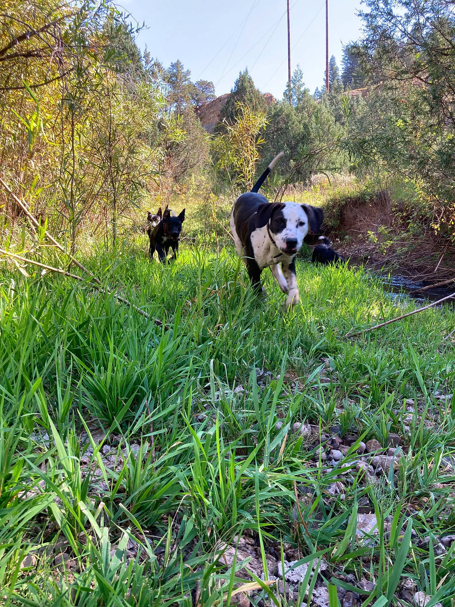 Knox is registered to the contest to win money with this photo: canidae, carnivore, companion_dog, dog, dog_breed, grass, grassland, groundcover, landscape, meadow, natural_landscape, pasture, plant, shrub, sky, sporting_group, tail, tree, walking, working_animal