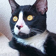 Félix Morana a rejoint le concours — aidez-le/la à gagner de superbes lots ! cat, tuxedo_cat, close_up, yellow_eyes, black_fur, white_fur, whiskers, ears, pet, animal, indoor, feline, portrait, looking_away, texture, wall, fur, cute, alert, domestic_cat