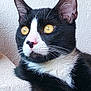 cat, tuxedo_cat, close_up, yellow_eyes, black_fur, white_fur, whiskers, ears, pet, animal, indoor, feline, portrait, looking_away, texture, wall, fur, cute, alert, domestic_cat