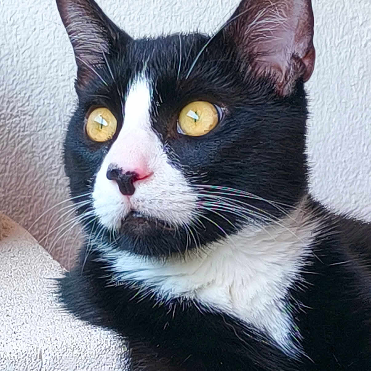 Félix Morana a rejoint le concours — aidez-le/la à gagner de superbes lots ! alert, animal, black_fur, cat, close_up, cute, domestic_cat, ears, feline, fur, indoor, looking_away, pet, portrait, texture, tuxedo_cat, wall, whiskers, white_fur, yellow_eyes