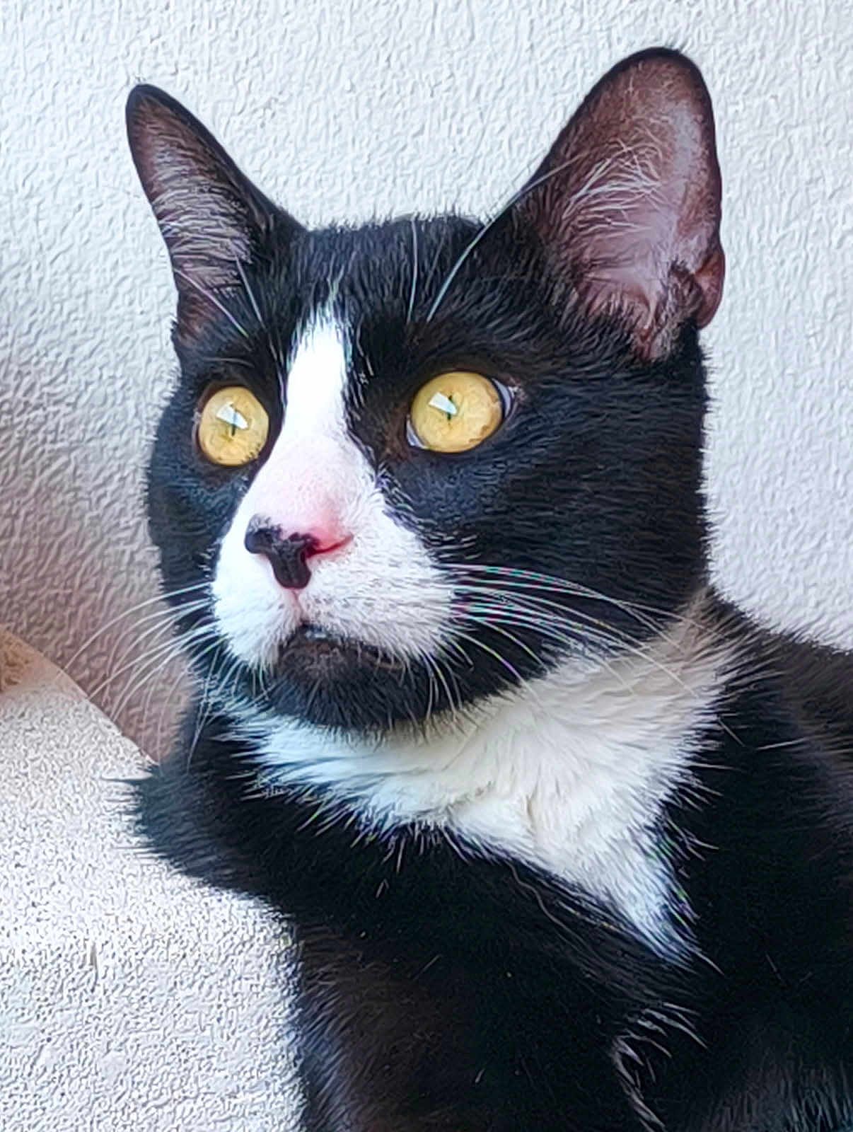 Félix Morana a rejoint le concours — aidez-le/la à gagner de superbes lots ! cat, tuxedo_cat, close_up, yellow_eyes, black_fur, white_fur, whiskers, ears, pet, animal, indoor, feline, portrait, looking_away, texture, wall, fur, cute, alert, domestic_cat