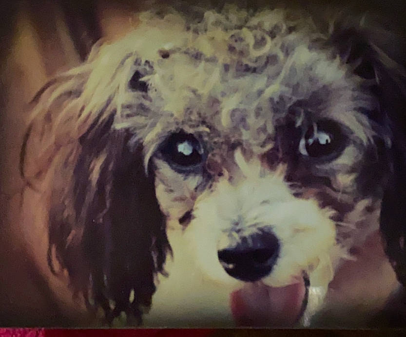 Tramp joined the competition — help win amazing prizes! canidae, carnivore, cavachon, cavapoo, cockapoo, companion_dog, dog, dog_breed, eye, head, maltepoo, miniature_poodle, nose, poodle, puppy, puppy_love, snout, sporting_group, toy_dog, toy_poodle