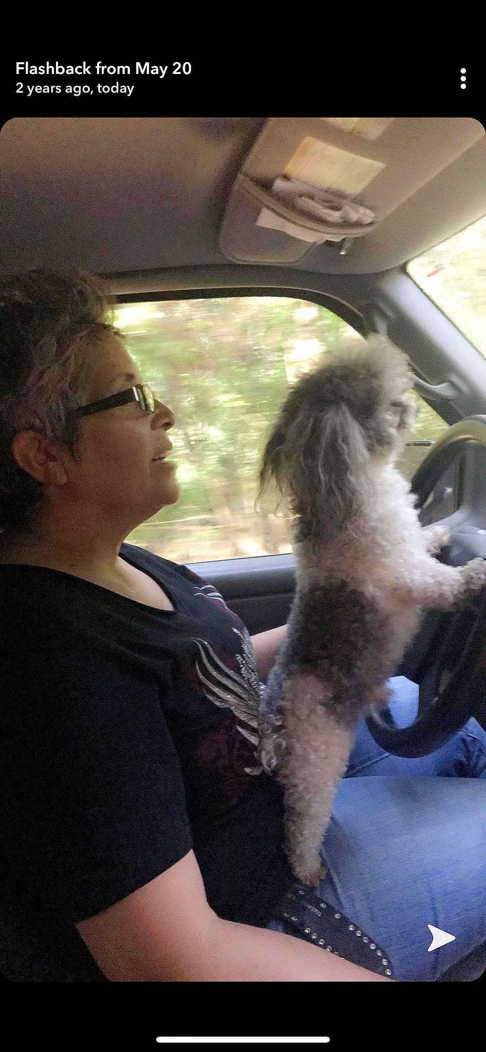 Tramp is registered to the contest to win money with this photo: canidae, carnivore, mammal