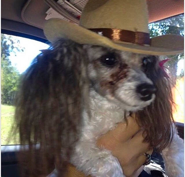 Tramp is registered to the contest to win money with this photo: american_cocker_spaniel, canidae, carnivore, cocker_spaniel, companion_dog, dog, dog_breed, fawn, mammal, miniature_poodle, non_sporting_group, poodle, rare_breed_dog, sporting_group, standard_poodle, toy_dog, toy_poodle