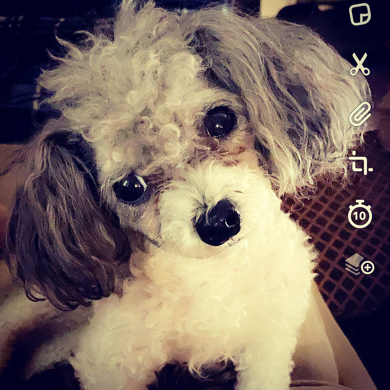 Tramp is registered to the contest to win money with this photo: bolonka, canidae, carnivore, cavachon, cavapoo, cockapoo, companion_dog, dog, dog_breed, havanese, head, maltepoo, mammal, miniature_poodle, puppy, puppy_love, schnoodle, snout, toy_poodle, vertebrate