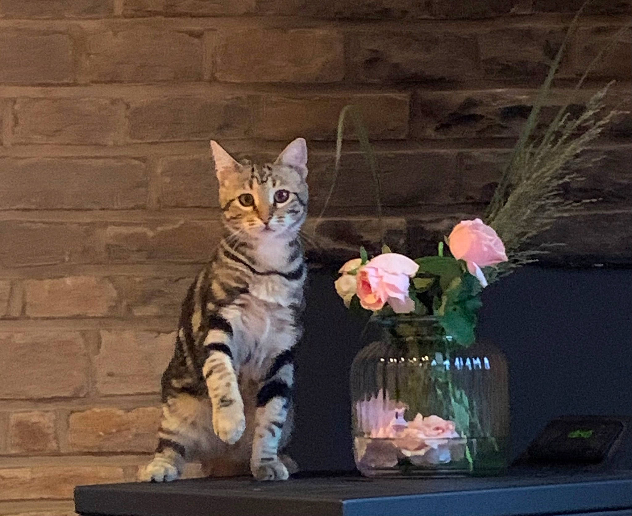 Choupy participe au concours pour gagner de l'argent avec cette photo : brick, brickwork, carnivore, cat, domestic_short_haired_cat, fawn, felidae, flower, flower_arranging, flowerpot, fur, grass, houseplant, paw, plant, small_to_medium_sized_cats, tail, vase, whiskers, window