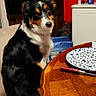Alfa a rejoint le concours — aidez-le/la à gagner de superbes lots ! dog, tricolor_dog, australian_shepherd, pet, animal, sitting, portrait, face, eyes, ears, fur, black_fur, white_fur, brown_fur, dining_room, dining_table, plate, knife, bread, home