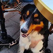 Alfa a rejoint le concours — aidez-le/la à gagner de superbes lots ! dog, tricolor_dog, berner, canine, pet, sitting, smiling, happy, long_hair, black_fur, white_fur, brown_fur, leash, harness, cafe, outdoor, table, chair, tile_floor, portrait