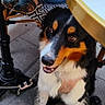 dog, tricolor_dog, berner, canine, pet, sitting, smiling, happy, long_hair, black_fur, white_fur, brown_fur, leash, harness, cafe, outdoor, table, chair, tile_floor, portrait