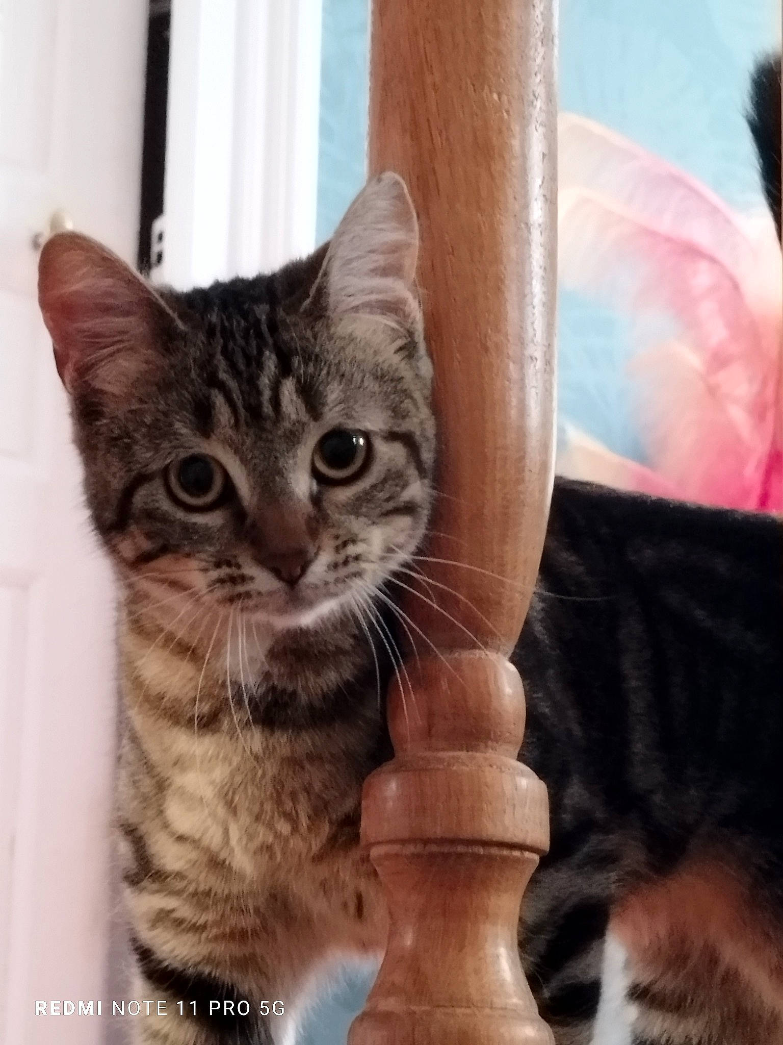 Athena a rejoint le concours — aidez-le/la à gagner de superbes lots ! carnivore, cat, cat_supply, claw, comfort, domestic_short_haired_cat, fawn, felidae, fur, paw, pet_supply, sitting, small_to_medium_sized_cats, snout, tail, terrestrial_animal, whiskers, window, wood