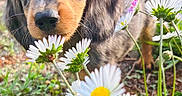 Buzz a rejoint le concours — aidez-le/la à gagner de superbes lots ! puppy, dog, dachshund, longhaired, black_and_tan, outdoors, garden, wildflowers, daisies, flowers, greenery, nature, grass, soil, close_up, portrait, floppy_ears, brown_eyes, whiskers, curious
