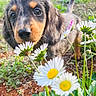 puppy, dog, dachshund, longhaired, black_and_tan, outdoors, garden, wildflowers, daisies, flowers, greenery, nature, grass, soil, close_up, portrait, floppy_ears, brown_eyes, whiskers, curious