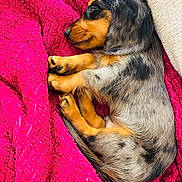 Buzz participe au concours pour gagner de l'argent avec cette photo : dog, dachshund, puppy, sleeping, curled_up, long_hair, black_and_tan, pet, animal, cozy, blanket, pink, indoors, resting, cute, adorable, relaxed, paws, floppy_ears, portrait