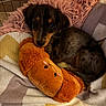 Buzz a rejoint le concours — aidez-le/la à gagner de superbes lots ! puppy, dog, pet, sleeping, cuddling, plush_toy, stuffed_animal, cozy, blanket, pillows, pink_fabric, orange_toy, brown_fur, black_fur, floppy_ears, puppy_face, indoor, resting, cute, portrait
