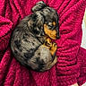 Buzz a rejoint le concours — aidez-le/la à gagner de superbes lots ! dog, puppy, dachshund, longhaired_dachshund, small_dog, curled_up, sleeping, resting, cozy, blanket, magenta, fluffy, fur, black_and_tan, paws, indoor, portrait, cute, pet, snuggling