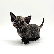 Fiona is registered to the contest to win money with this photo: animal, cat, curious, cute, domestic, ears, eyes, feline, fur, isolated, kitten, looking, mammal, pet, portrait, small, studio, tail, whiskers, white_background