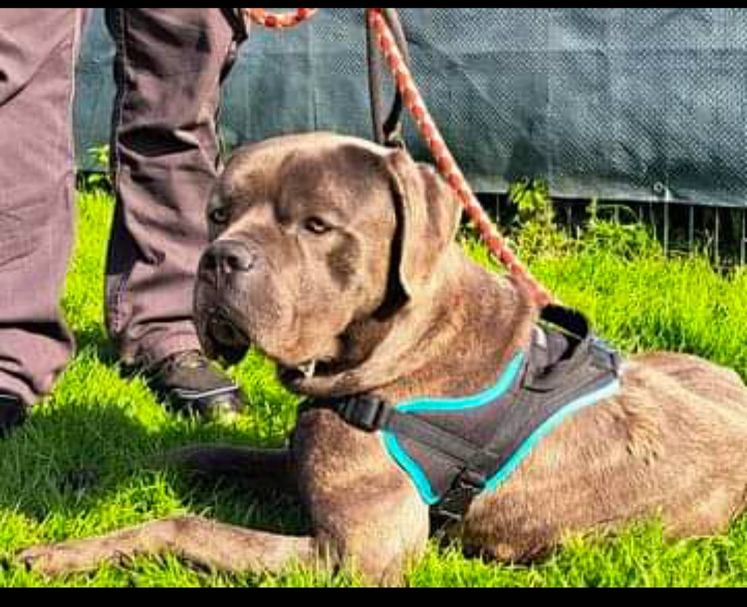 Cosmos a rejoint le concours — aidez-le/la à gagner de superbes lots ! canidae, cargo_pants, carnivore, collar, companion_dog, dog, dog_breed, dog_collar, dog_supply, fawn, grass, hunting_dog, leash, liver, pet_supply, plant, terrestrial_animal, working_animal, working_dog, wrinkle