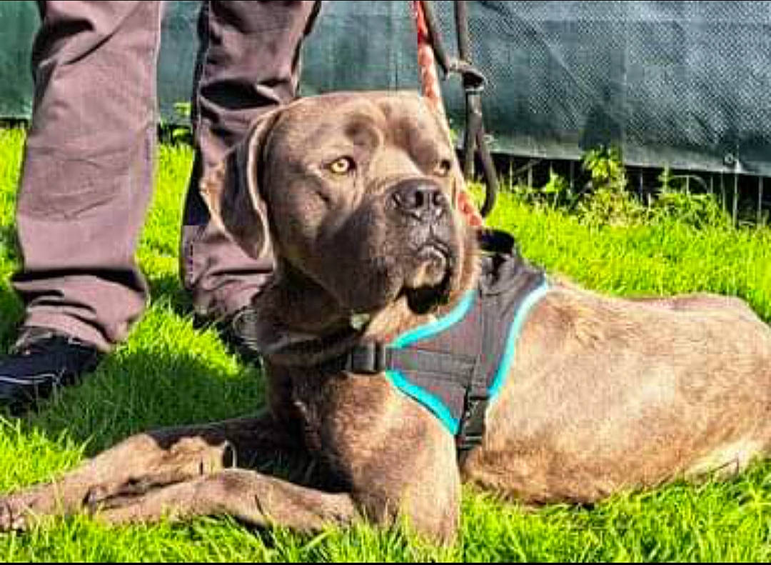 Cosmos participe au concours pour gagner de l'argent avec cette photo : canidae, cargo_pants, carnivore, collar, companion_dog, dog, dog_breed, dog_collar, dog_supply, grass, hunting_dog, leash, liver, non_sporting_group, pet_supply, plant, terrestrial_animal, working_animal, working_dog, wrinkle