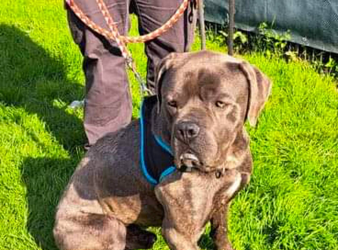 Cosmos a rejoint le concours — aidez-le/la à gagner de superbes lots ! ancient_dog_breeds, carnivore, collar, companion_dog, dog, dog_breed, dog_collar, dog_supply, grass, groundcover, guard_dog, gun_dog, liver, plant, puppy, sporting_group, terrestrial_animal, working_animal, working_dog, wrinkle