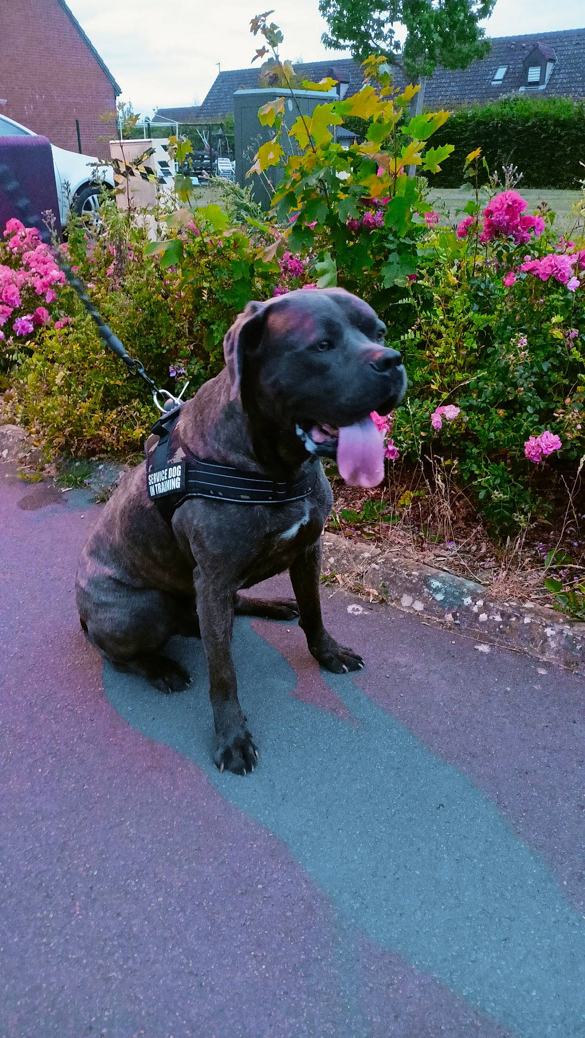 Cosmos a rejoint le concours — aidez-le/la à gagner de superbes lots ! canidae, carnivore, collar, companion_dog, dog, dog_breed, dog_collar, fawn, flower, grass, gun_dog, leash, liver, pet_supply, plant, sky, snout, sporting_group, tail, working_animal