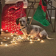 Gizmo joined the competition — help win amazing prizes! animal, carpet, christmas_lights, collar, cozy, cute, dachshund, decorations, dog, festive, floor, green_stocking, holiday_decor, indoor, pet, puppy, red_sack, small_dog, table, warm_lighting